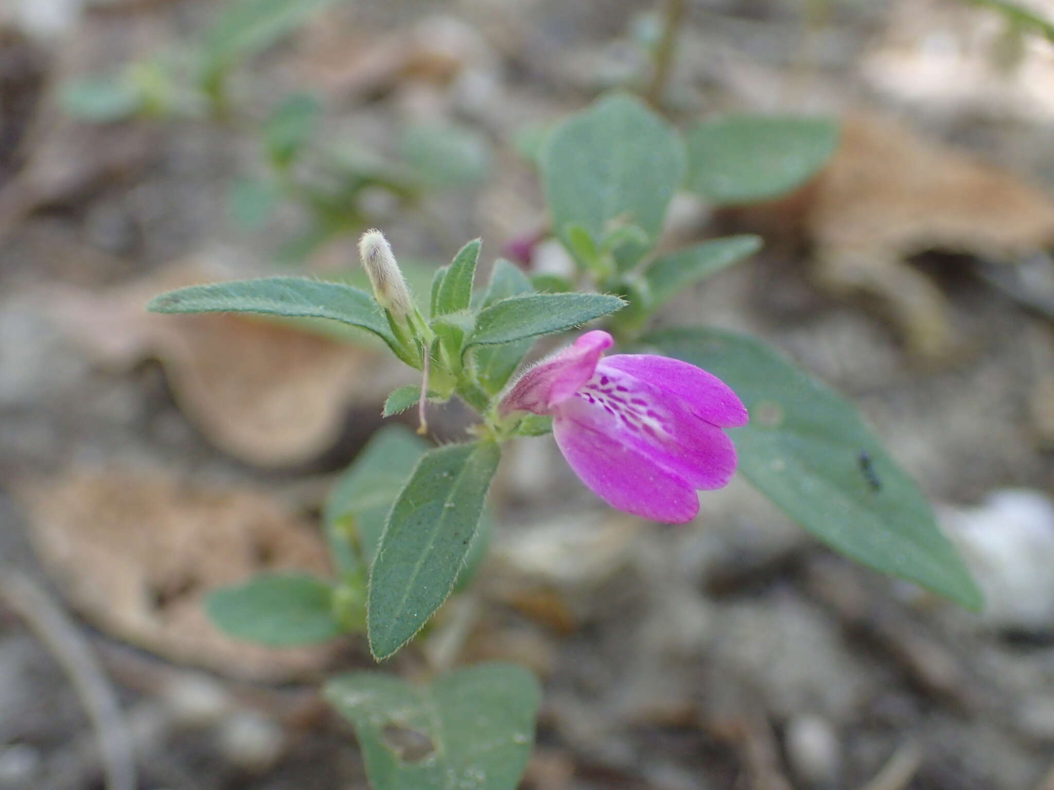 Image of Justicia ladanoides Lam.