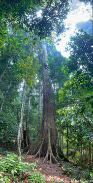 Image of Shorea faguetiana Heim.