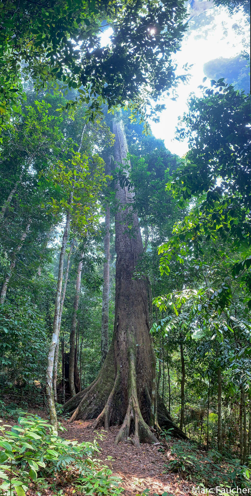 Imagem de Shorea faguetiana Heim.