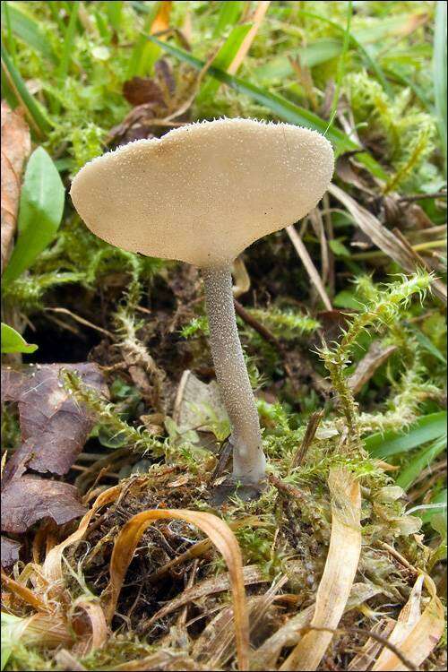 Imagem de Helvella macropus (Pers.) P. Karst. 1871