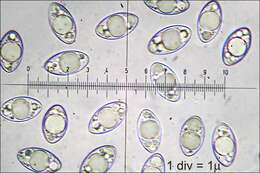 Imagem de Helvella macropus (Pers.) P. Karst. 1871