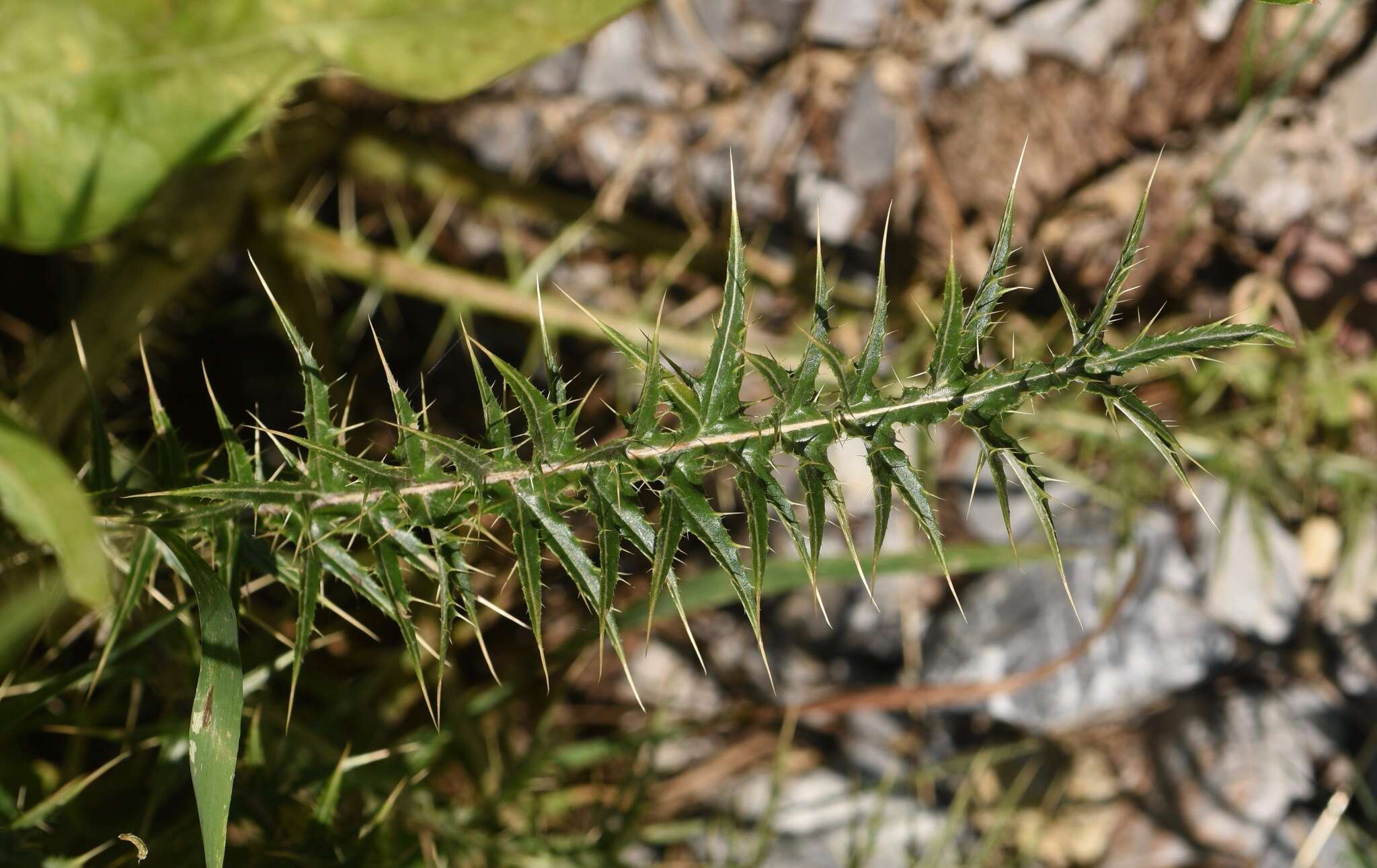 Image of whitespine thistle