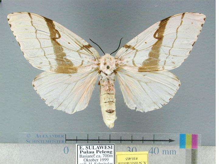 Image of Lymantria lunata Stoll 1781