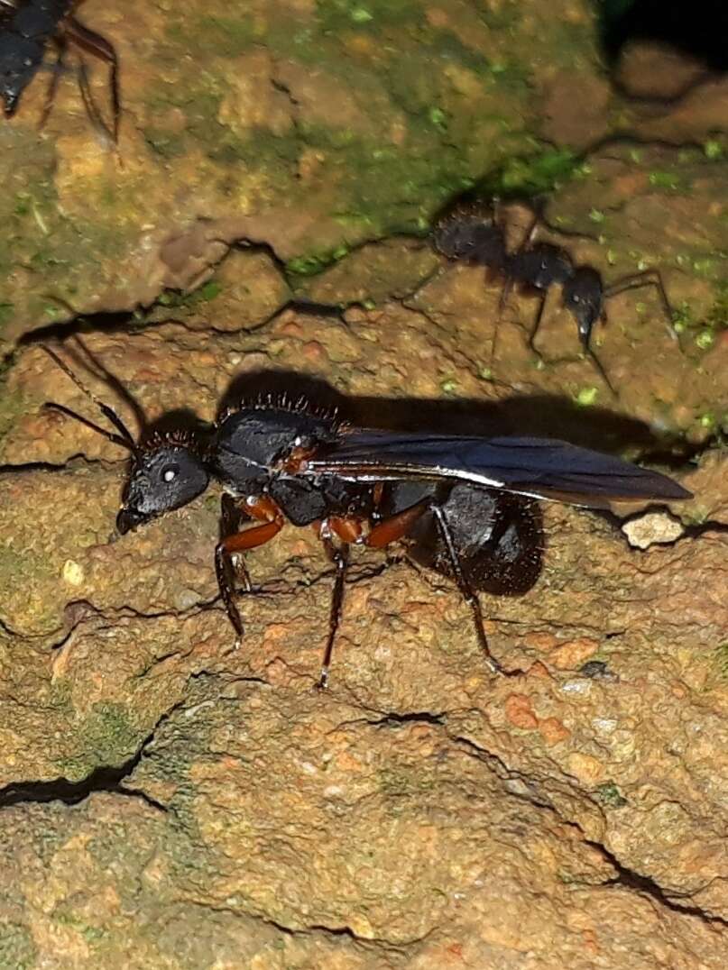 Image of Camponotus rufipes (Fabricius 1775)