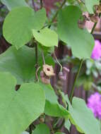 Image of Dutchman's pipe