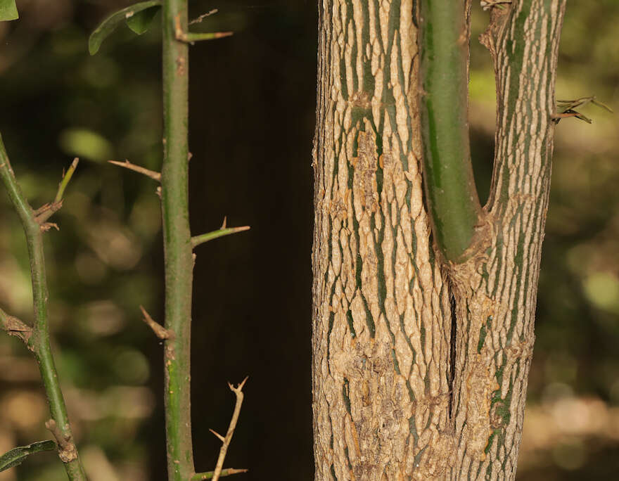Image of Balanites maughamii subsp. maughamii