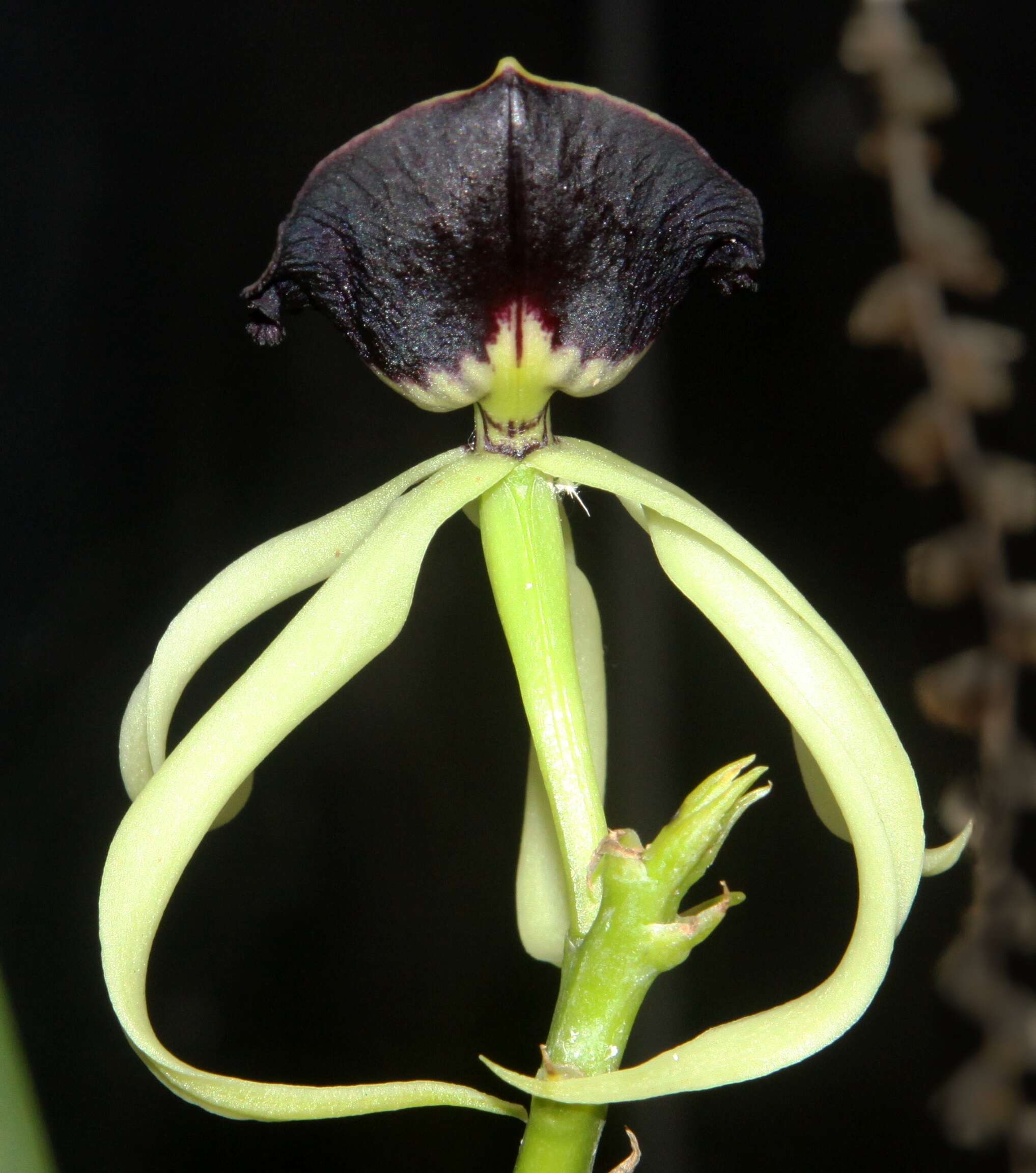 Слика од Prosthechea cochleata (L.) W. E. Higgins