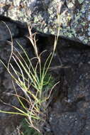 Image of Elymus reflexiaristatus (Nevski) Melderis