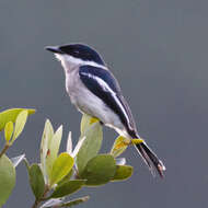 Image of Flycatcher-shrike