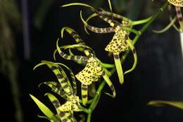 Image of Spotted Spider Orchid