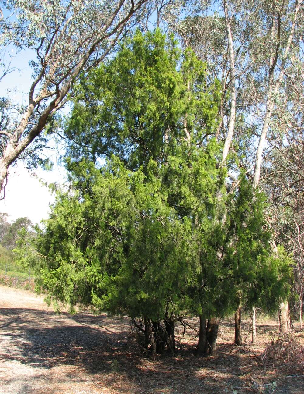 Image of Exocarpos cupressiformis Labill.