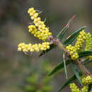 Image of Acacia oxycedrus Sieber ex DC.