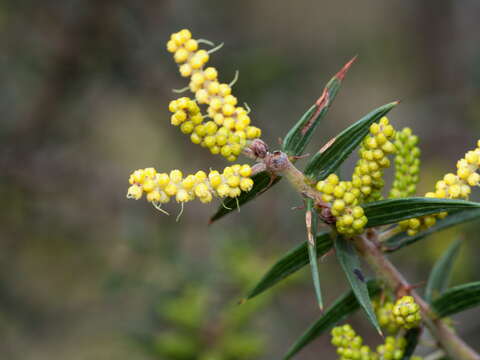 Acacia oxycedrus Sieber ex DC.的圖片