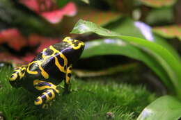 Image of Yellow-headed Poison Frog