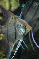 Image of freshwater angelfish