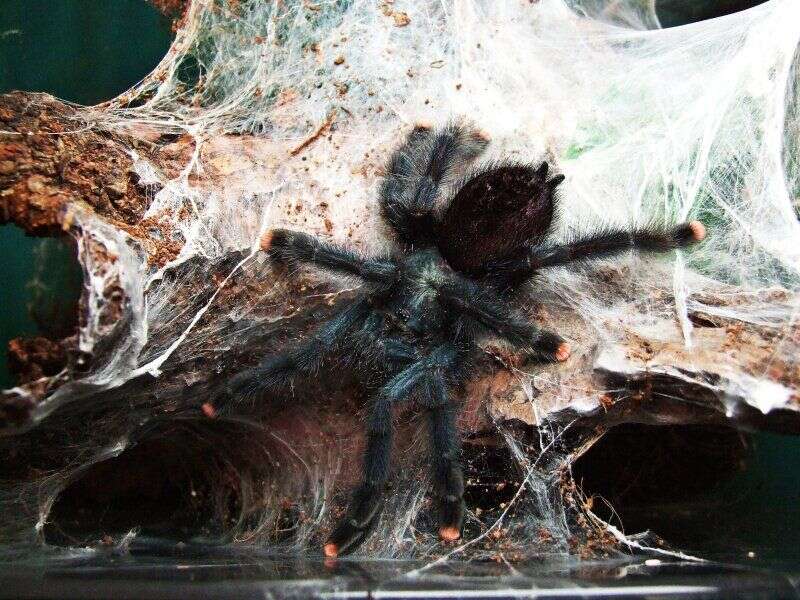 Image of Pinktoe tarantula