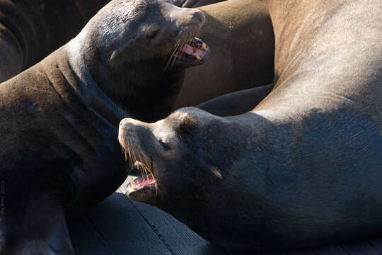 Image of Sea Lion