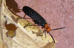 Image of Master Blister Beetle