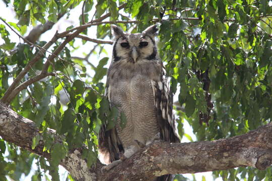 Image of Giant Eagle Owl