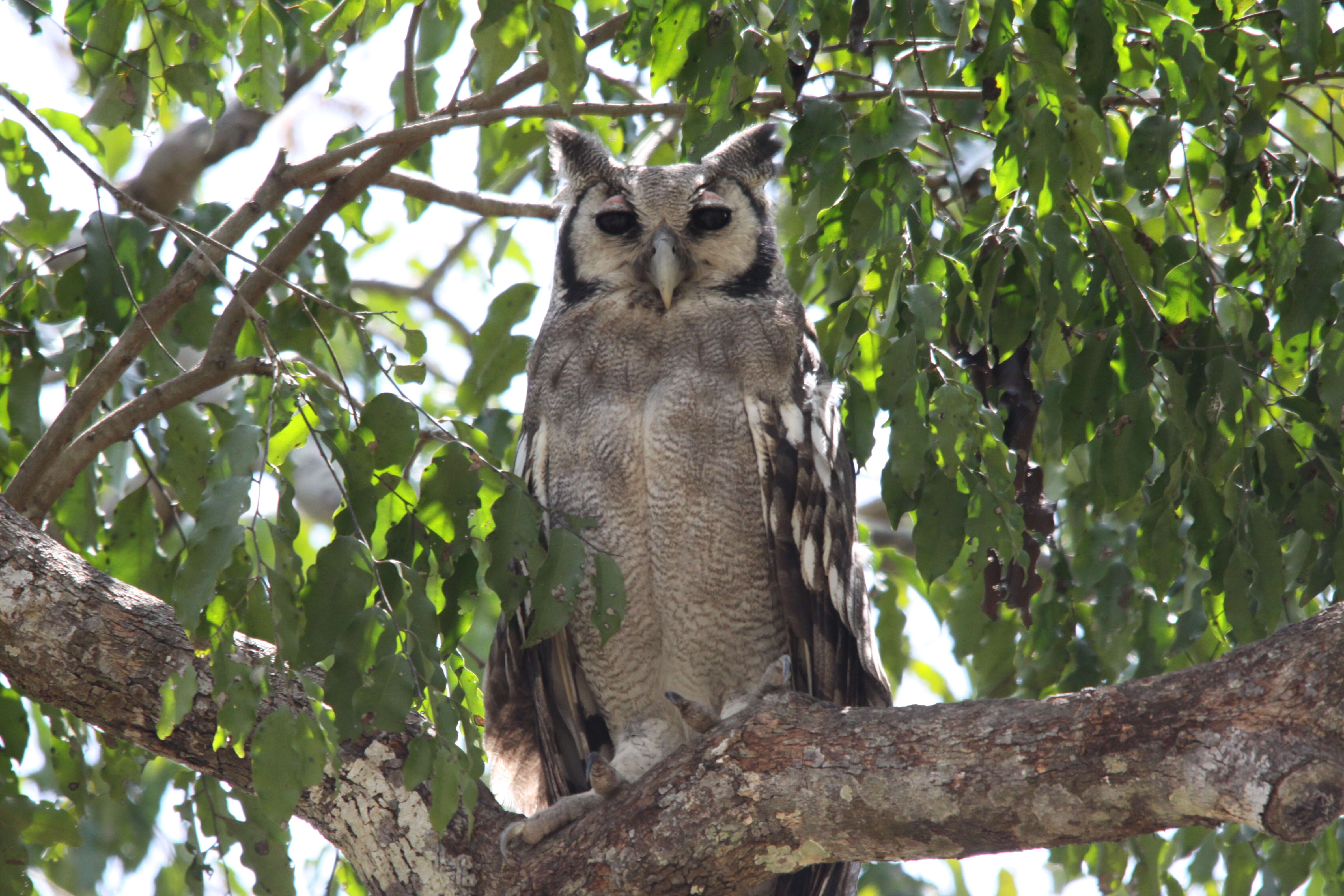 Bubo lacteus (Temminck 1820)的圖片