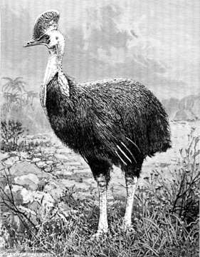 Image of Southern Cassowary