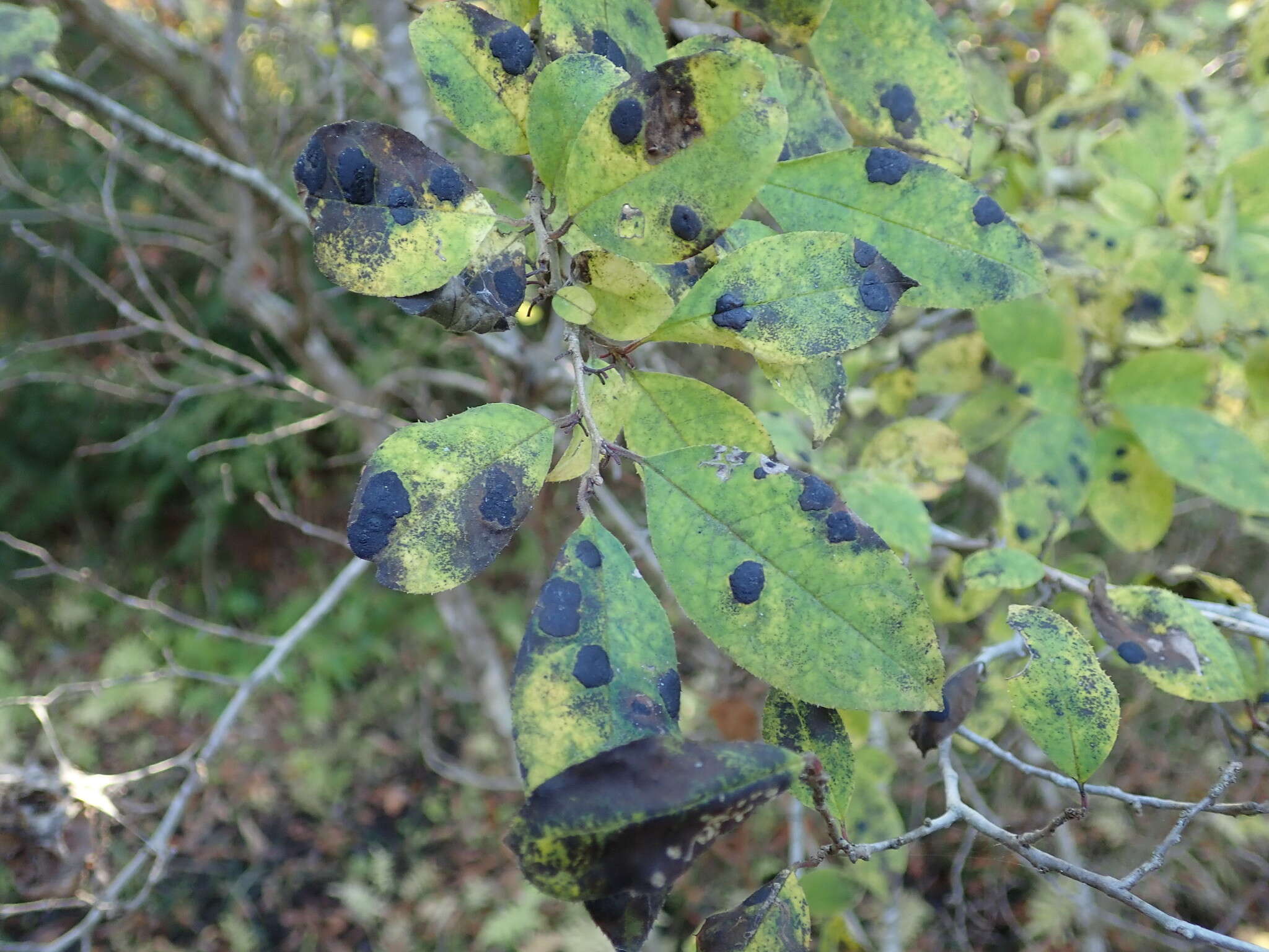 Image of Ilex serrata Thunb.