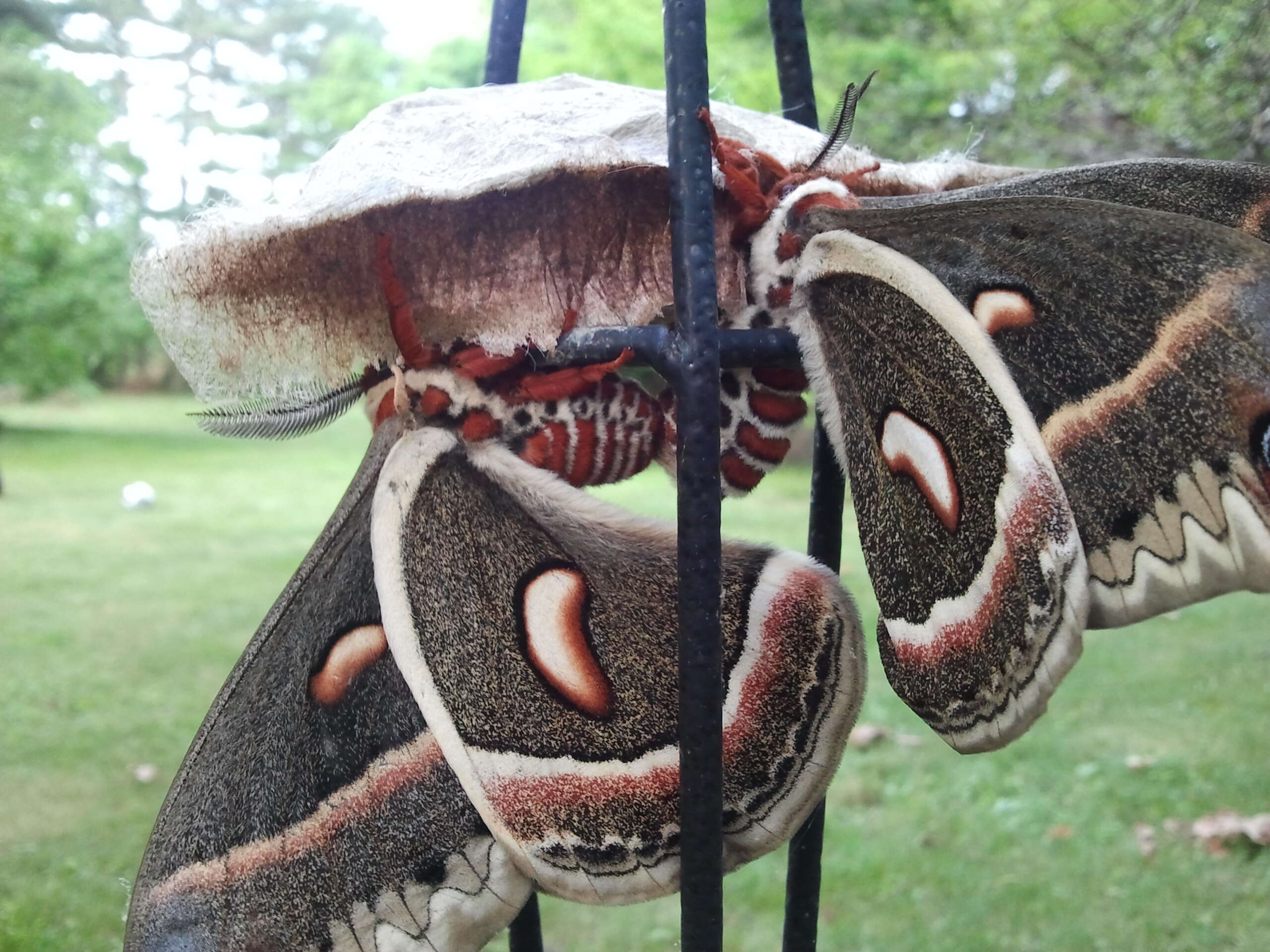 Hyalophora cecropia (Linnaeus 1758) resmi