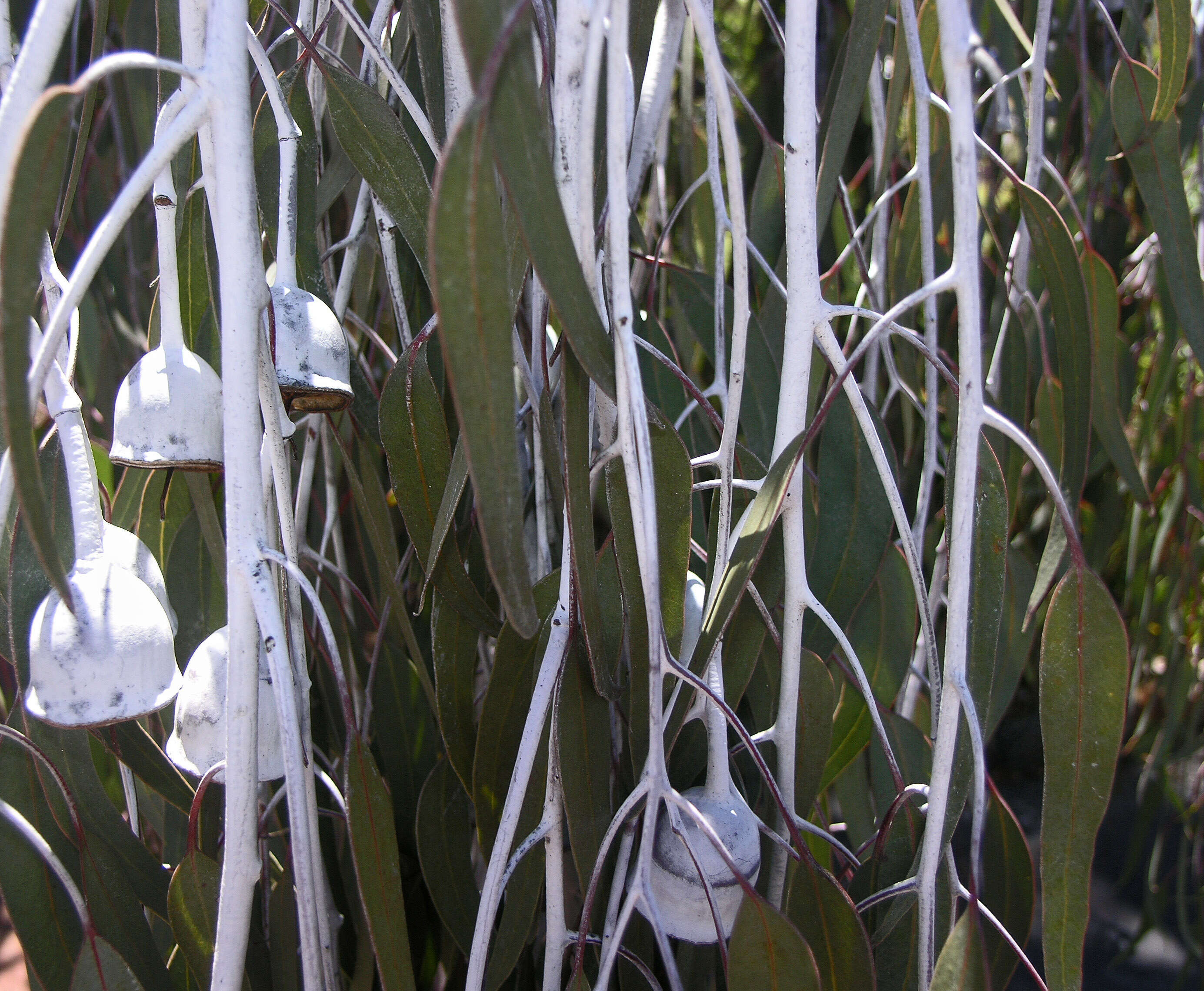 Слика од Eucalyptus caesia Benth.