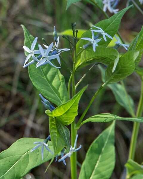 Image of eastern bluestar