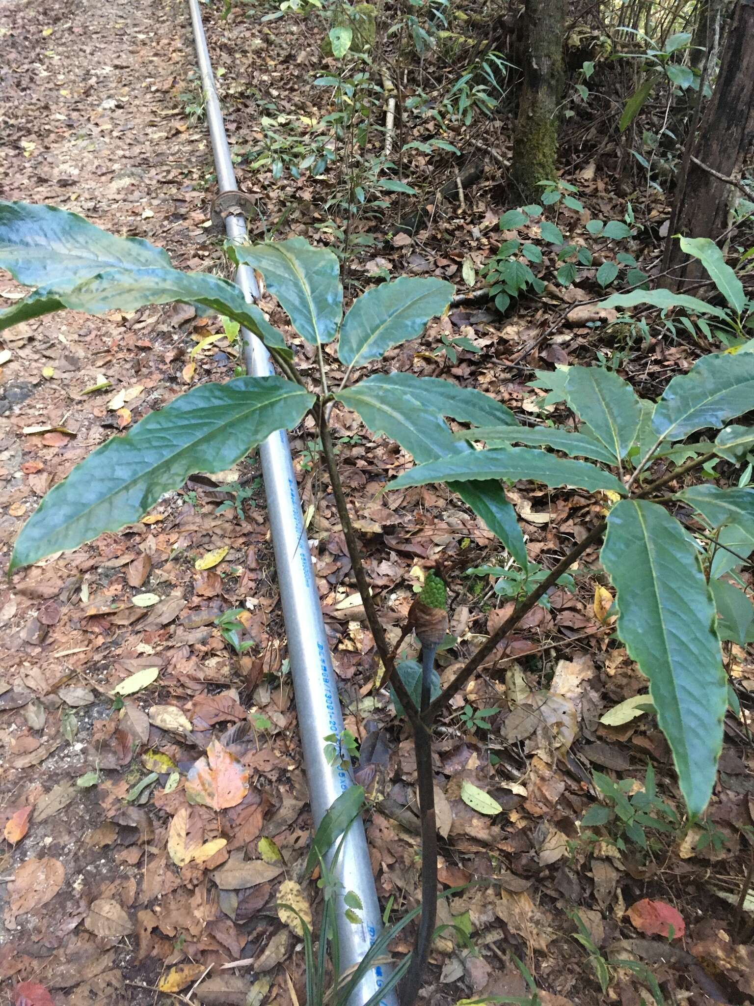 Imagem de Arisaema decipiens Schott