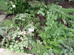 Image of maidenhair fern