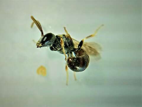 Imagem de Lasioglossum mandibulare (Morawitz 1866)