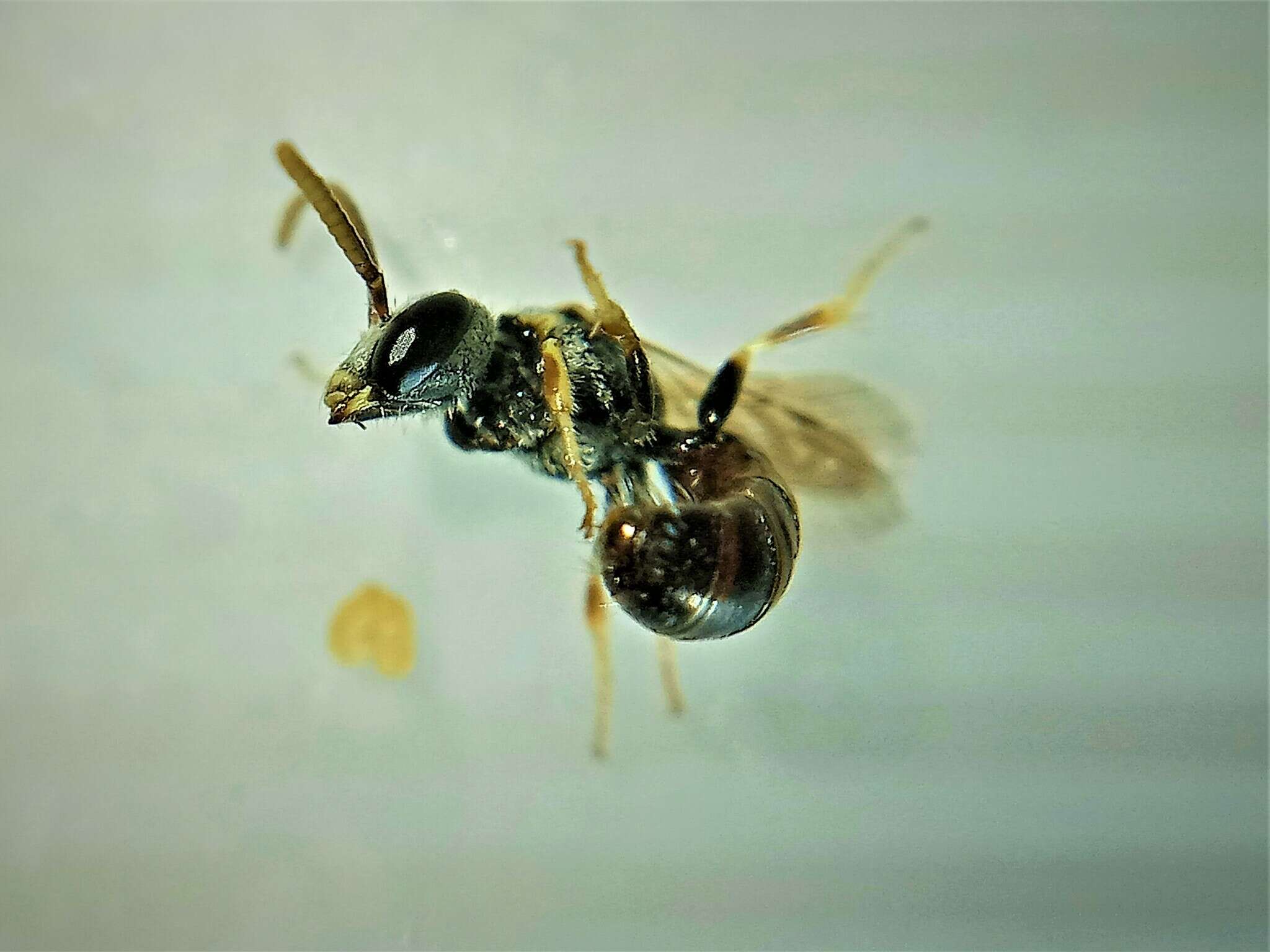 Image of Lasioglossum mandibulare (Morawitz 1866)