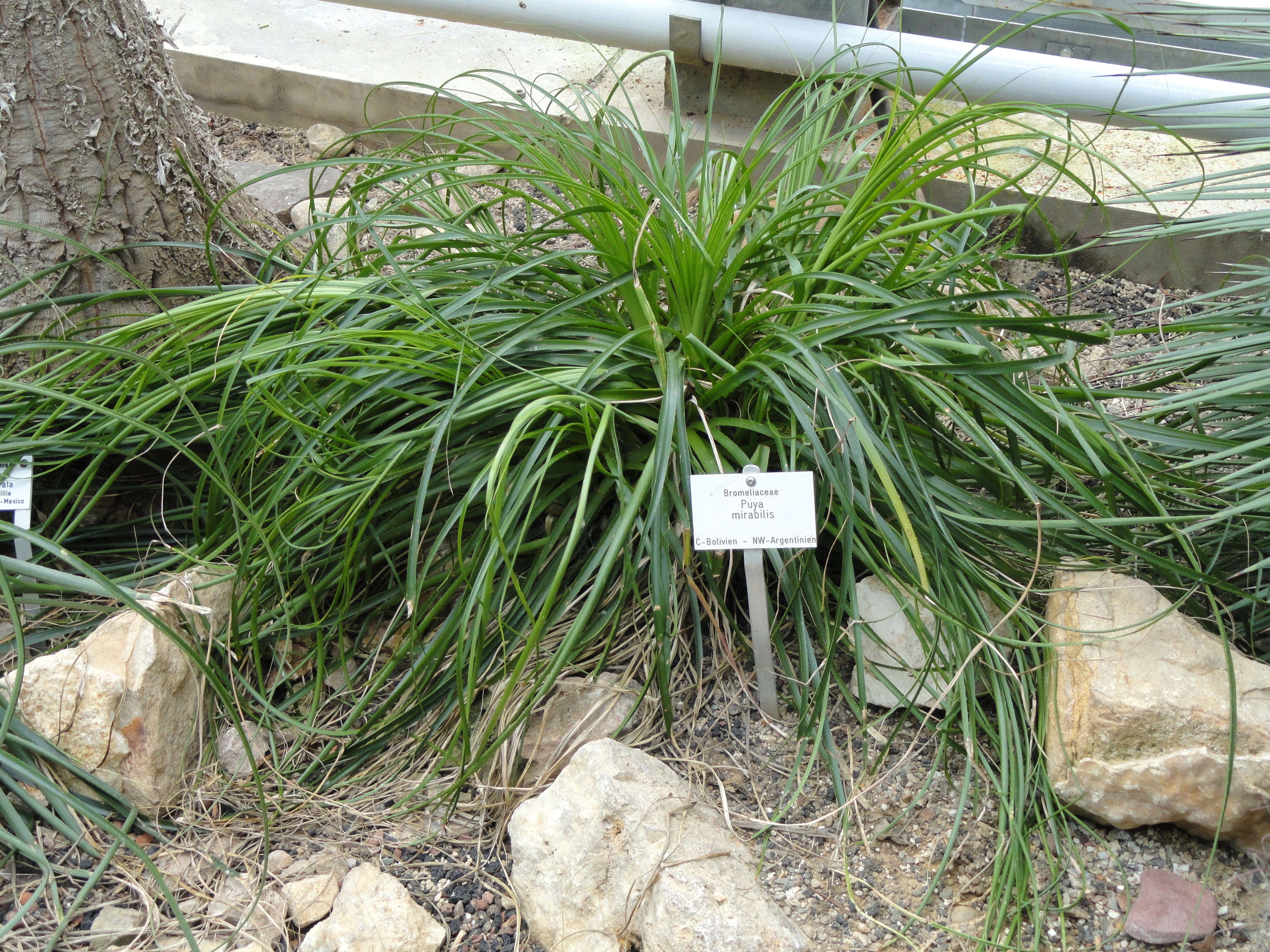 Image of Puya mirabilis (Mez) L. B. Sm.