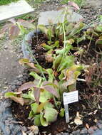 Image of purple pitcherplant