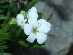 Image of Myosotis angustata Cheeseman