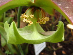 Image of purple pitcherplant