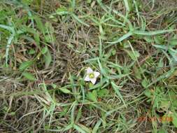 Image of Gentianella magellanica (Gaudich.) Fabris