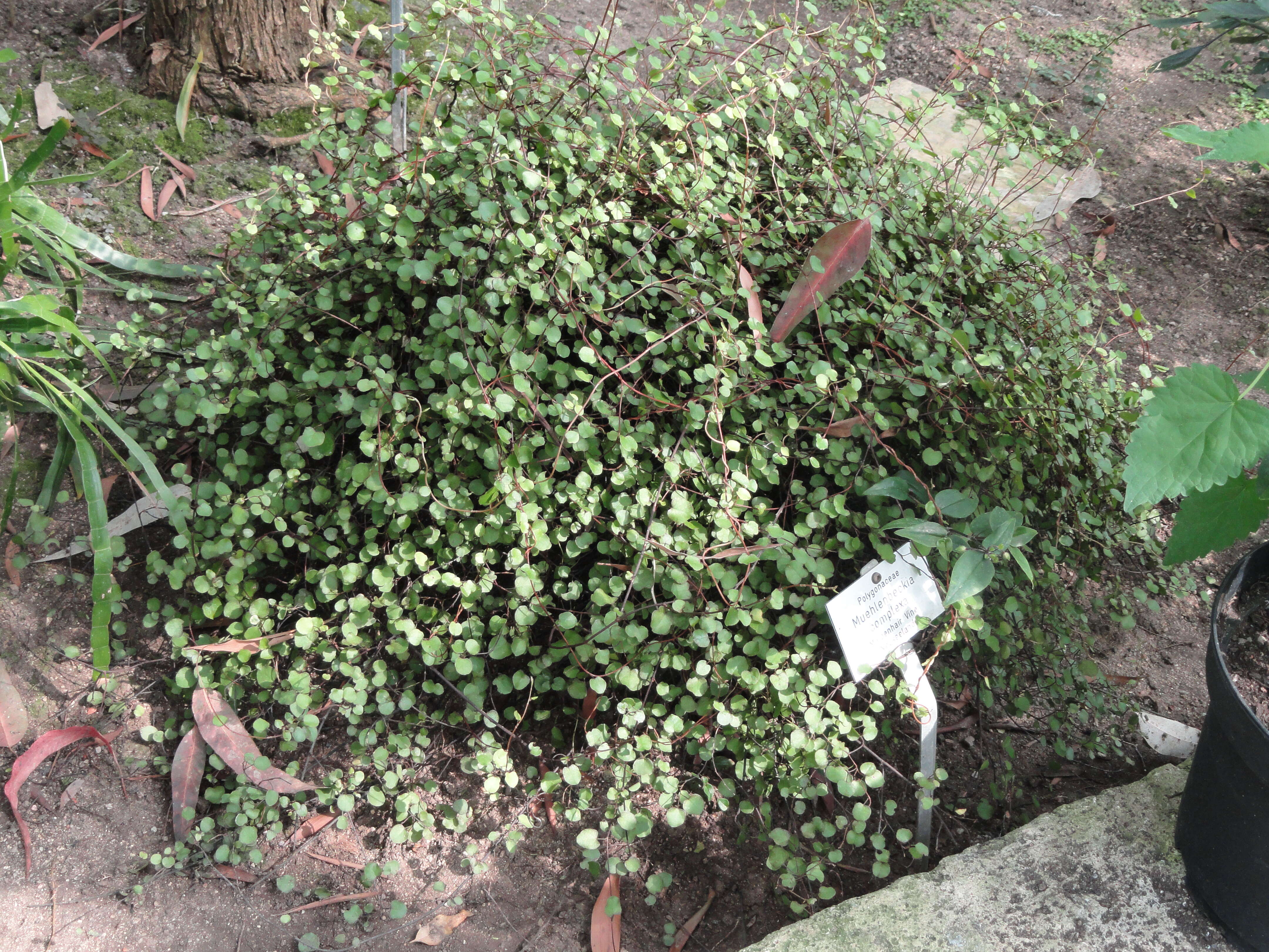 Image of maidenhair vine