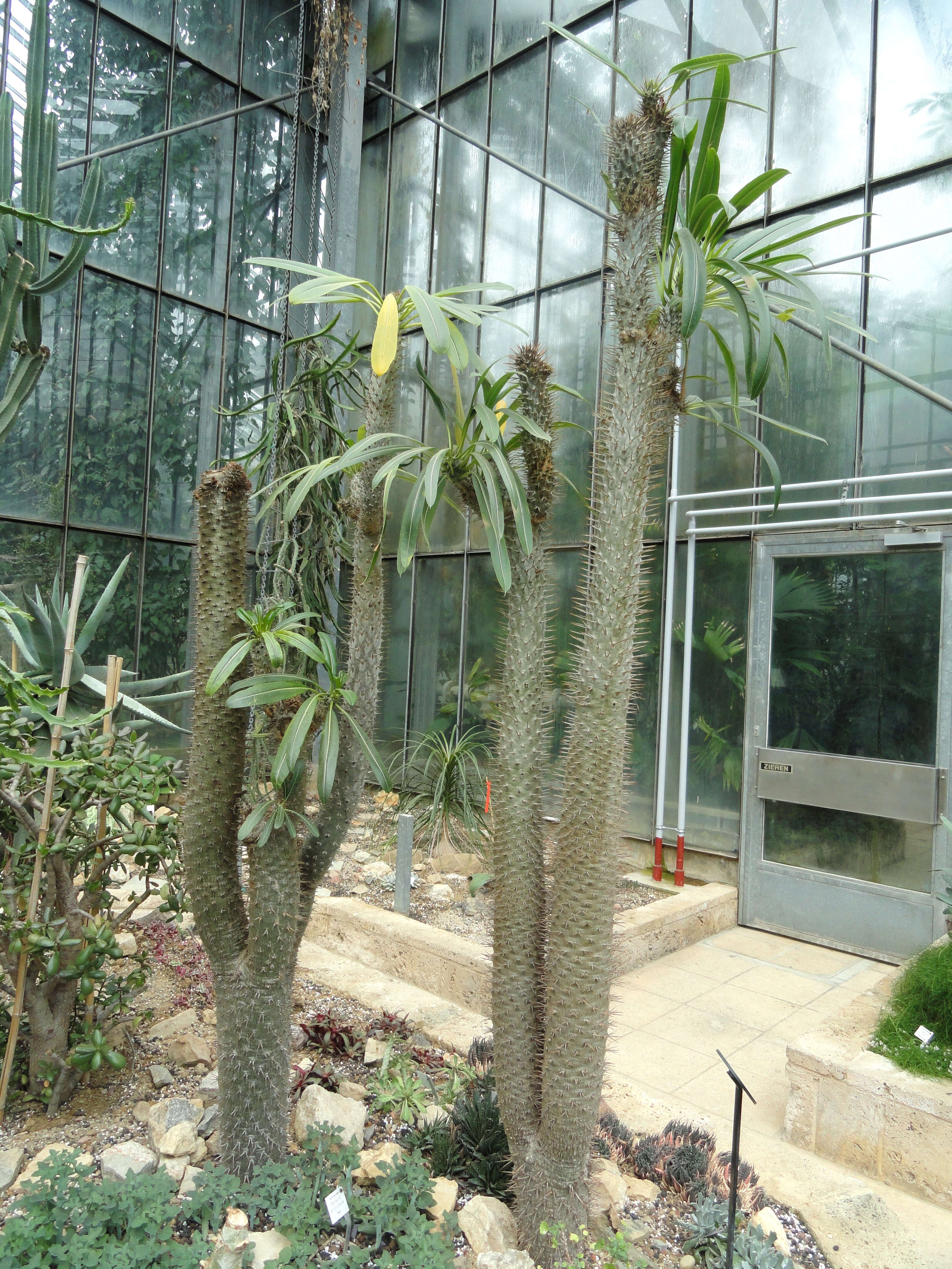 Image of Pachypodium lamerei Drake