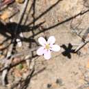 Image of Drosera spilos N. Marchant & Lowrie