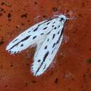 Image of Ethmia longimaculella Chambers 1872