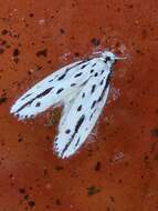 Image of Ethmia longimaculella Chambers 1872