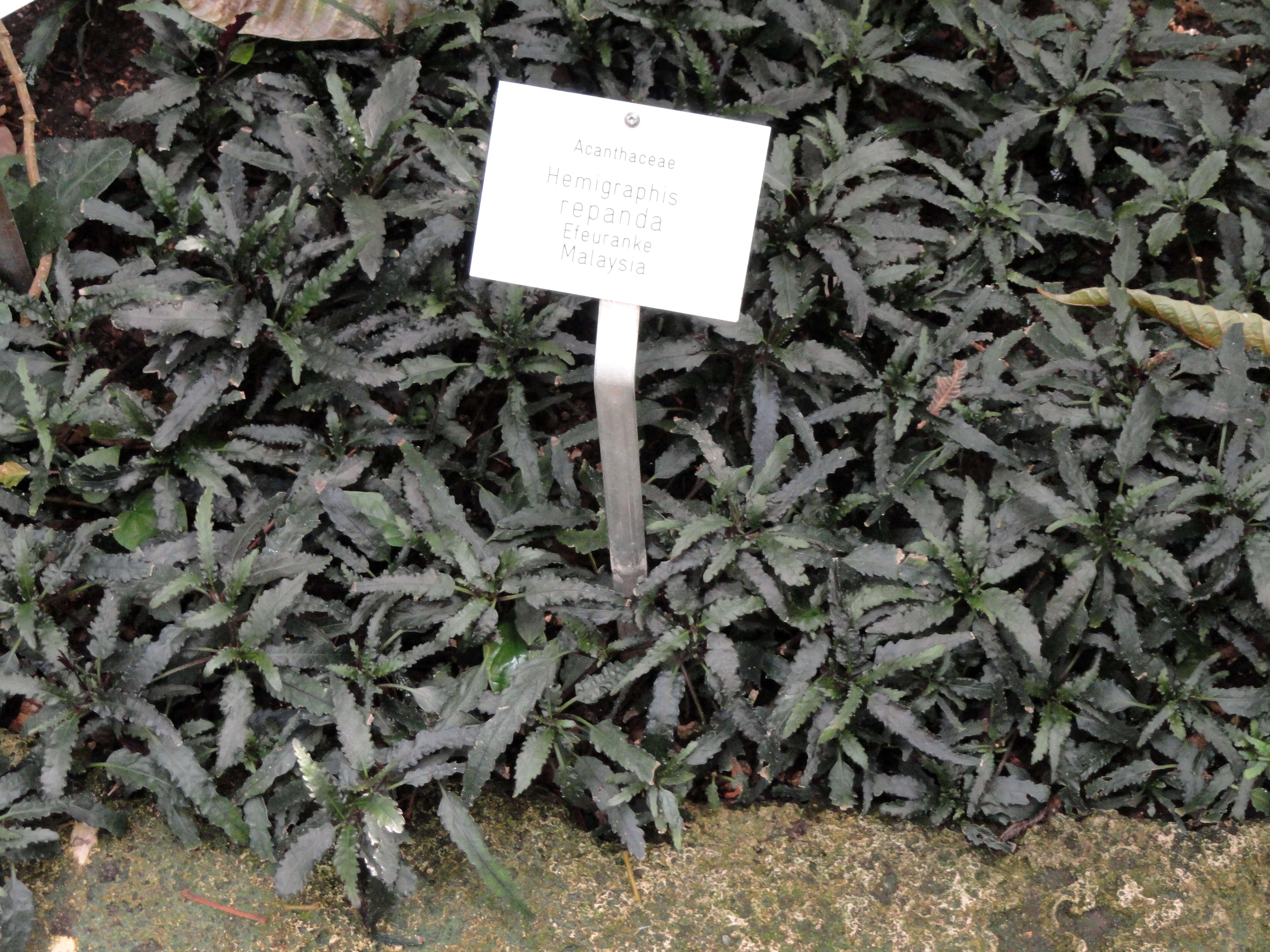 Strobilanthes sinuata J. R. I. Wood resmi