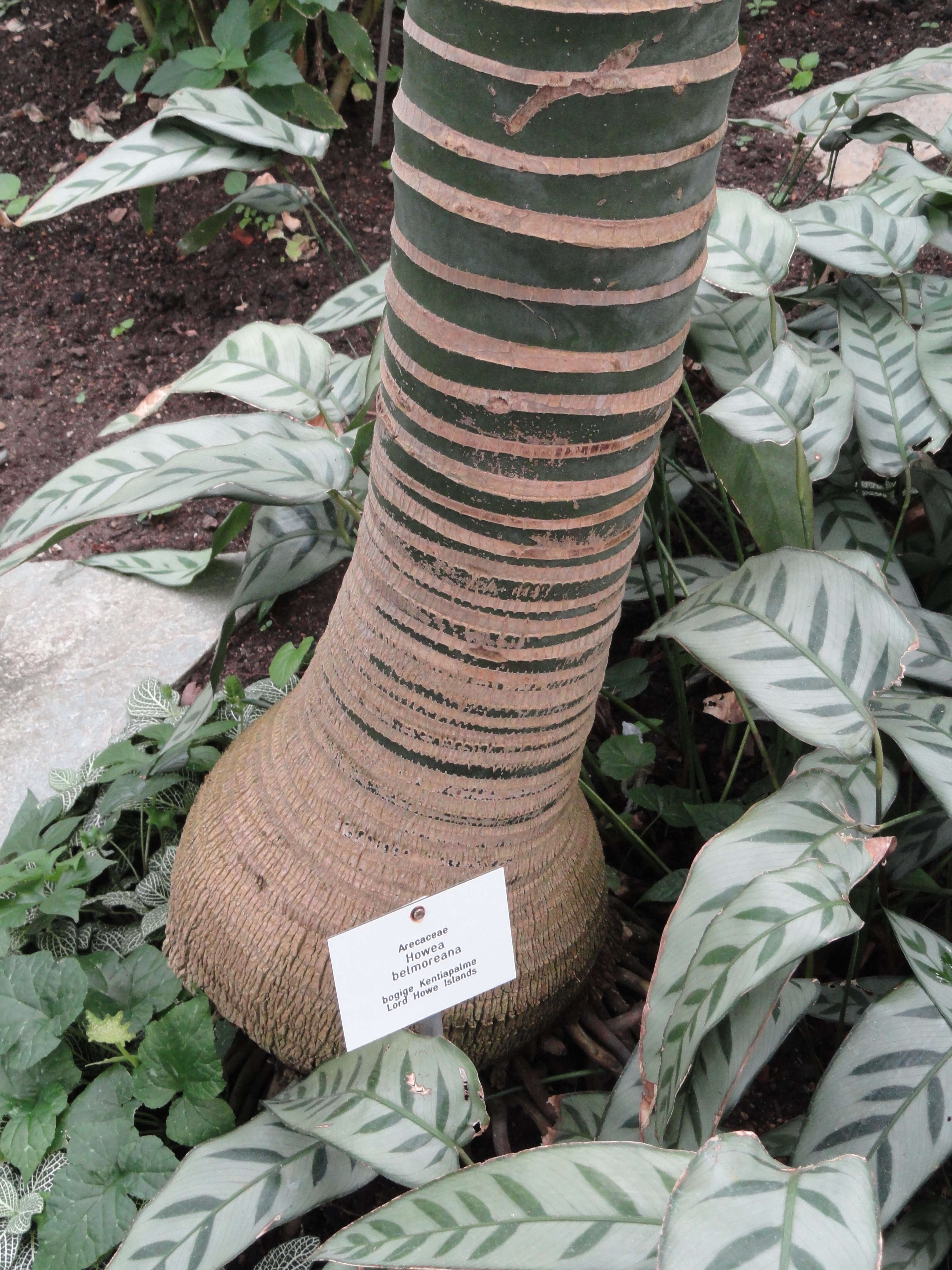 Image of Curly Palm