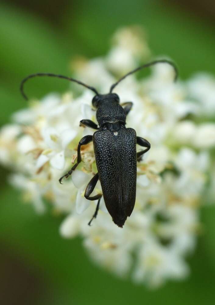 Imagem de Stictoleptura scutellata (Fabricius 1781)