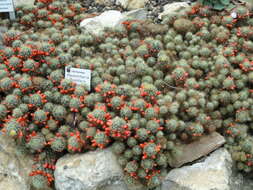 Image de Mammillaria prolifera (Mill.) Haw.