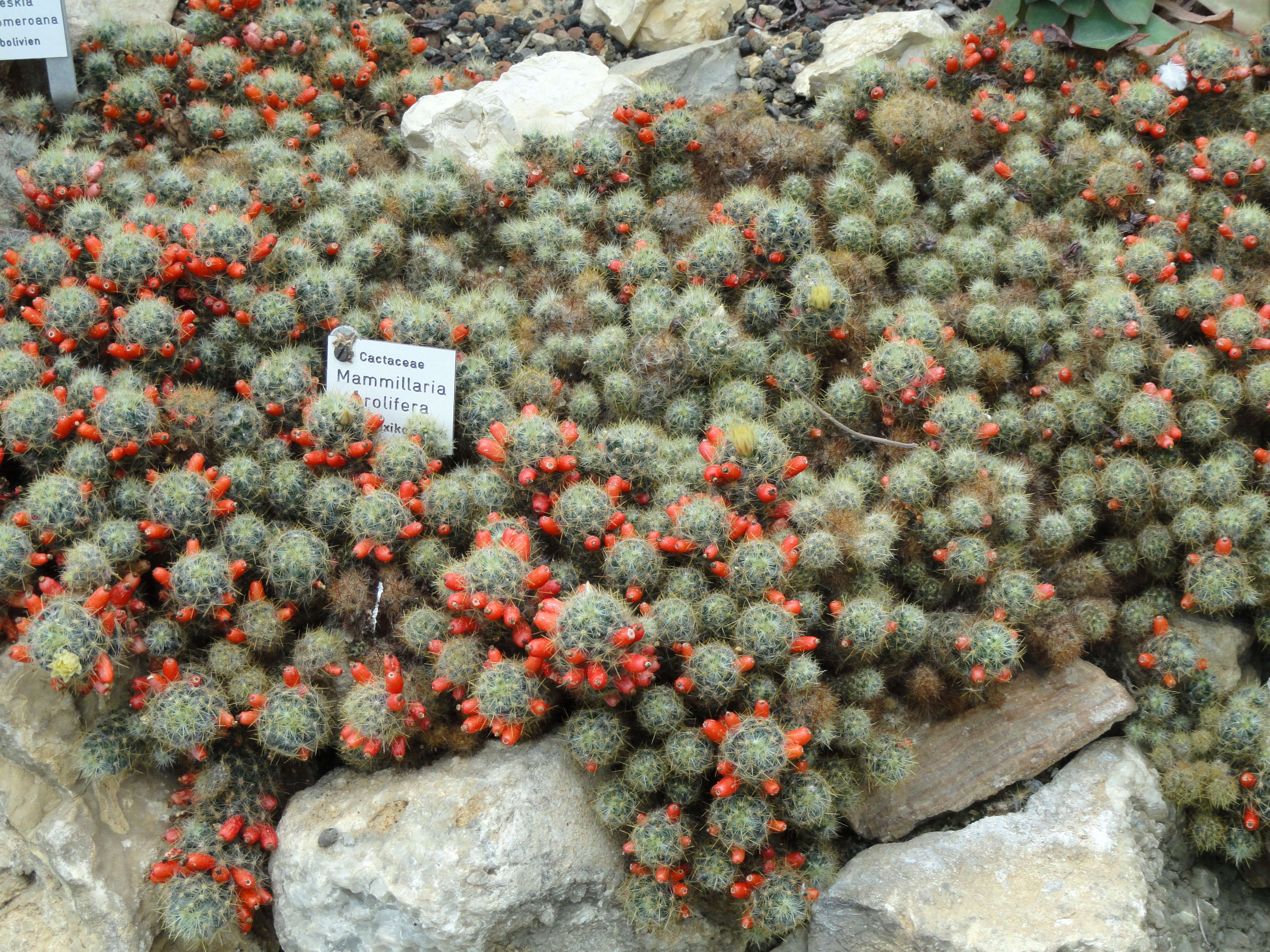 Image de Mammillaria prolifera (Mill.) Haw.