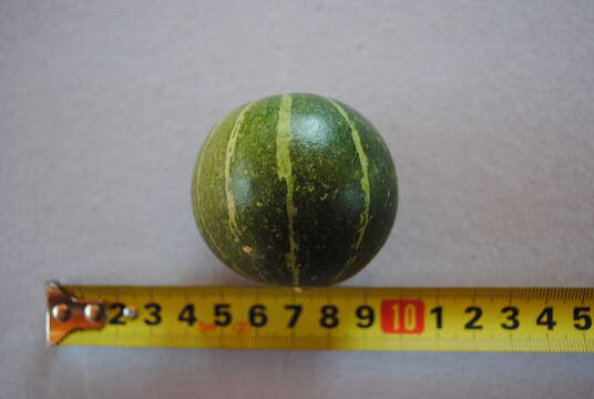 Image of winter squash