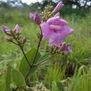 Imagem de Fridericia platyphylla (Cham.) L. G. Lohmann